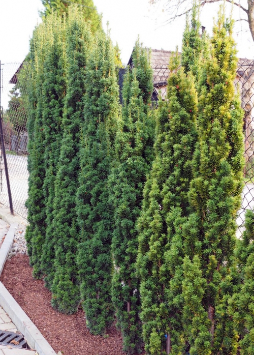 Taxus x media 'Stricta Viridis' 